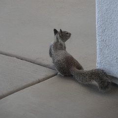 otospermophilus beecheyi